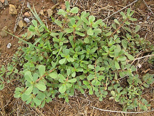 anti inflammatory smoothie ingredient to know: purslane