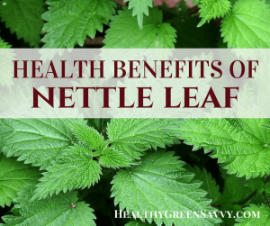 nettle tea benefits delicious herb healthygreensavvy leaf healing