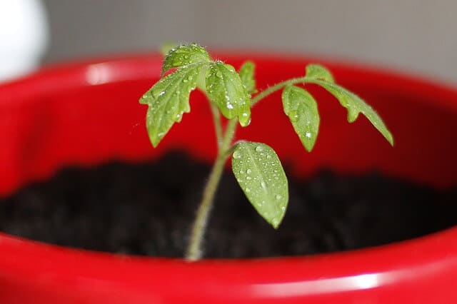 photo of tomato seedling in pot