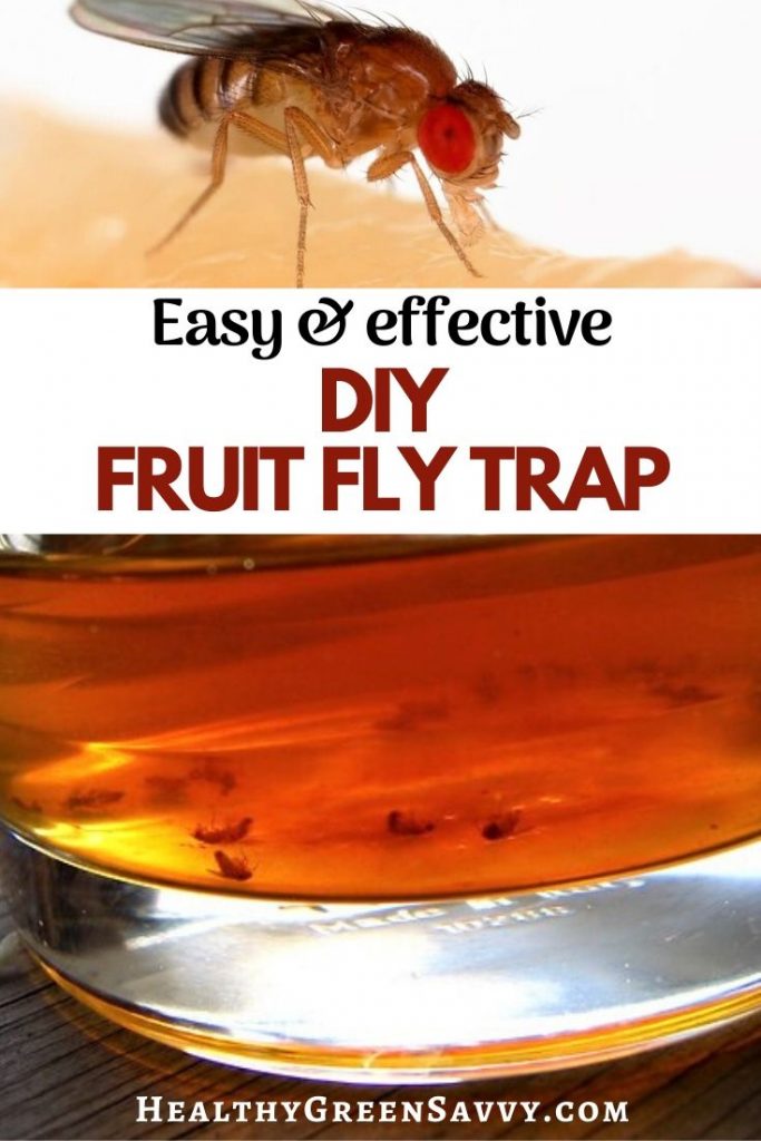 https://www.healthygreensavvy.com/wp-content/uploads/2019/06/homemade-fruit-fly-trap-683x1024.jpg