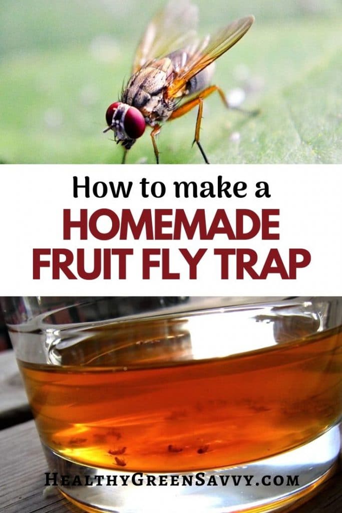 THE PERFECT FRUIT FLY TRAP  easy DIY, effective & simple life hack! 