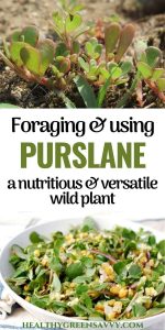 20 Purslane Recipes (Verdolaga Recipes) You Need to Try