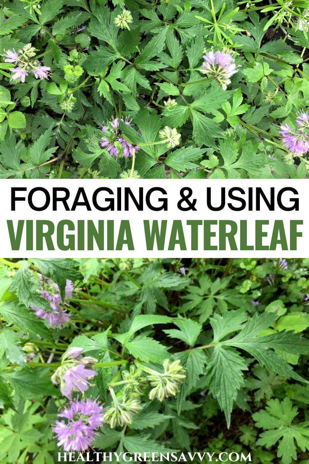 Virginia Waterleaf (Hydrophyllum virginianum), Early Wild Edible