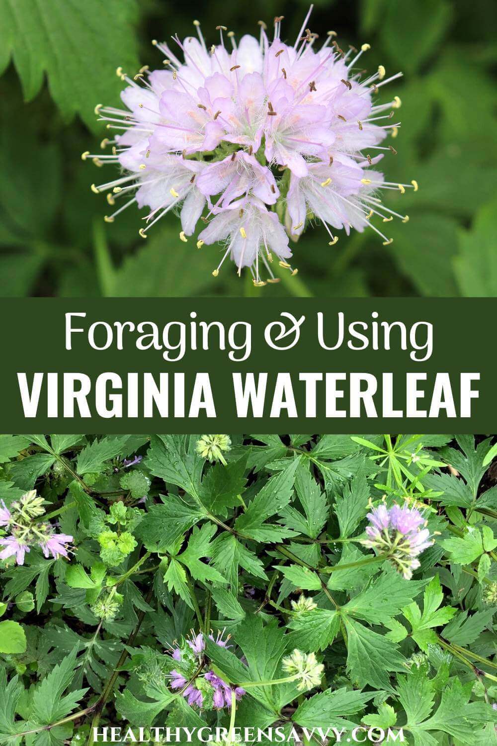 Virginia Waterleaf (Hydrophyllum virginianum), Early Wild Edible