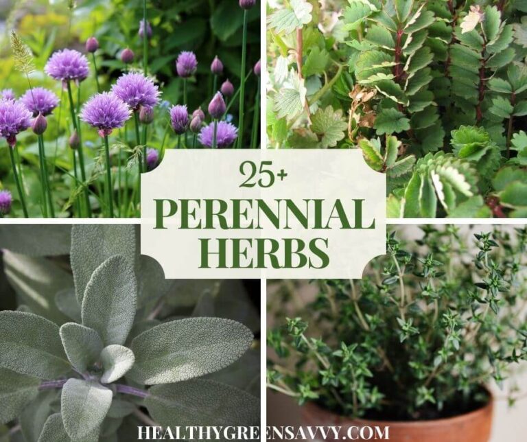 Perennial Herbs to Grow in Your Garden - HealthyGreenSavvy