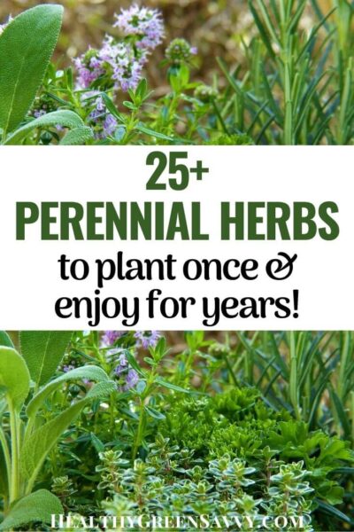 Perennial Herbs to Grow in Your Garden - HealthyGreenSavvy