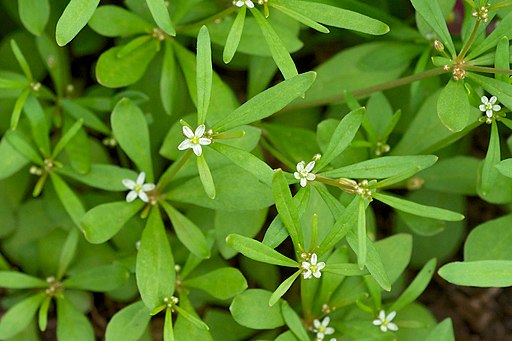 photo of Mollugo verticillata, a cleavers plant lookalike by Eric in SF