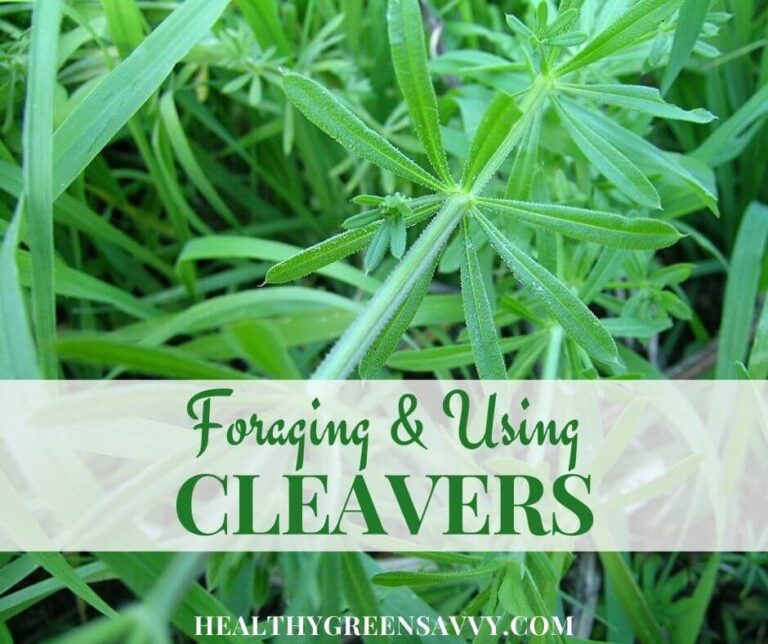 Cleavers Plant Uses & 5 Best Cleavers Herb Benefits