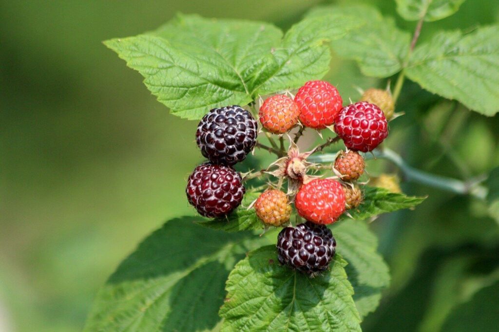 Wild Black Raspberries Identifying And Foraging Blackcap Raspberries