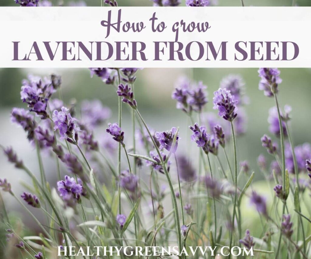 How to Grow Lavender from Seed in 8 Easy Steps