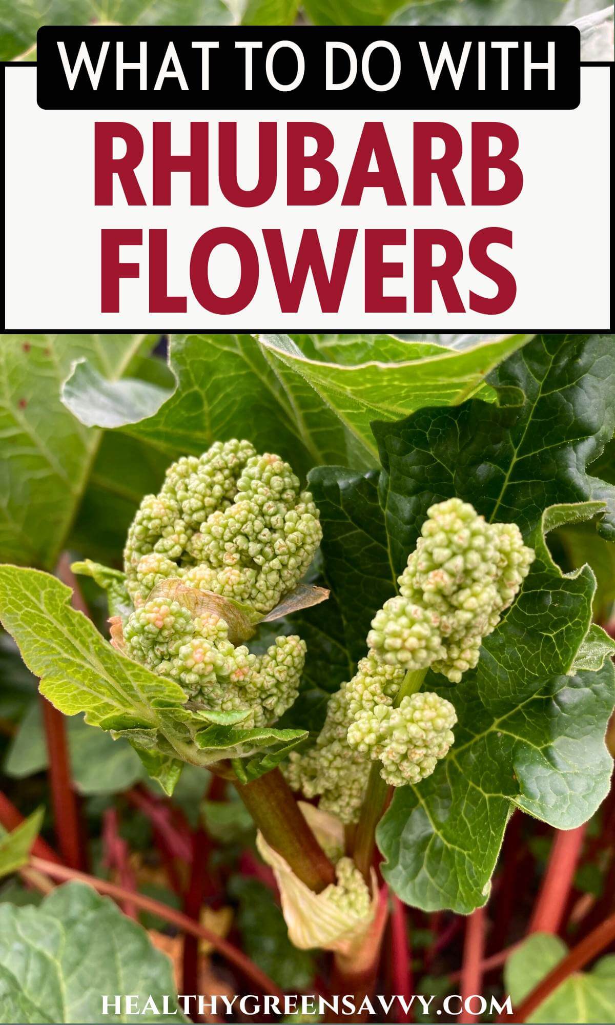 Rhubarb Flowers: What to Do With Flowering Rhubarb