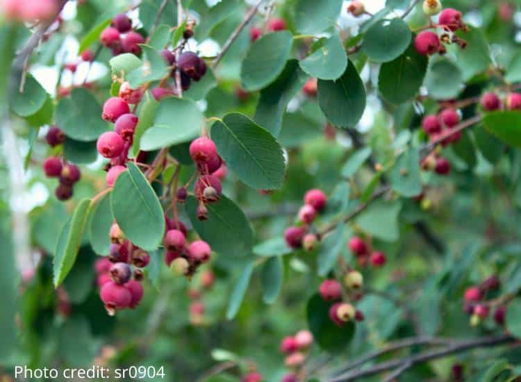 photo of juneberries ripening